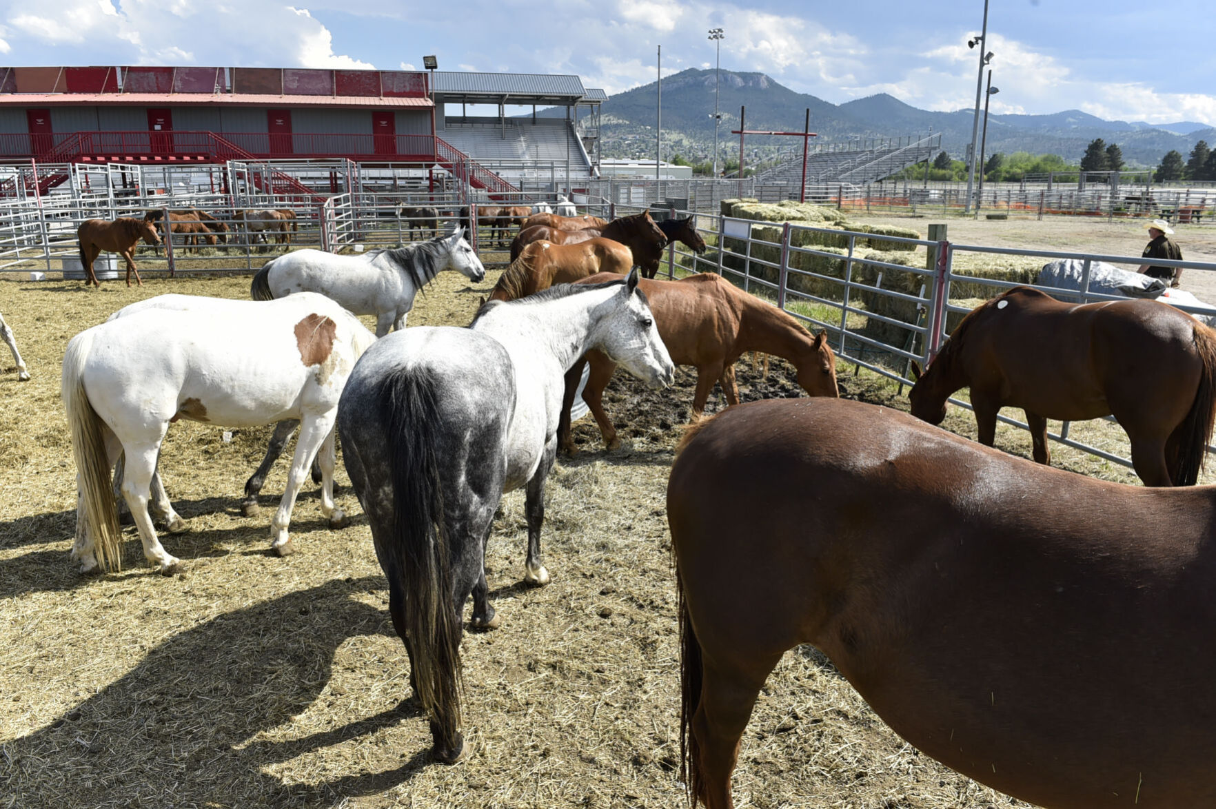 Seized Horses in Helena
